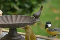 Verdier et mésange charbonnière
